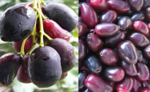 Buah Duwet, Buah Legendaris Yang Kini Susah Ditemui + Manfaatnya